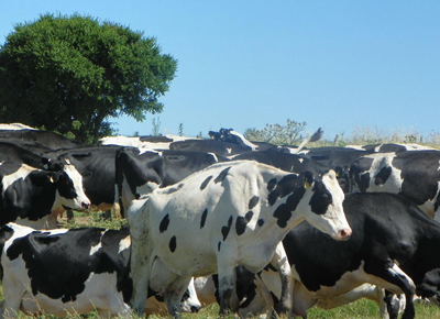 Creció la facturación por exportación de productos lácteos uruguayos en los primeros dos meses del año